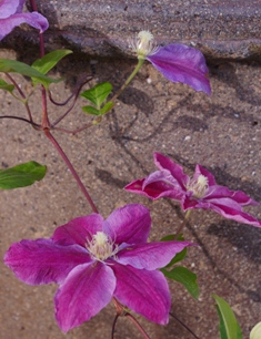 Clematis 'Beth Currie'