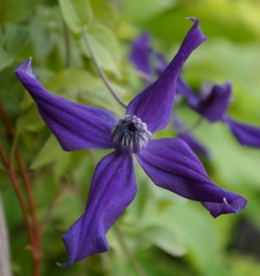 clematis harlow carr
