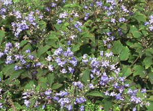 Clematis heracleifolia 'Little Blue'