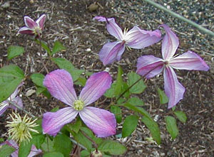 Clematis 'Mrs. T. Lundell'