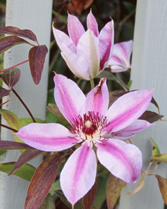 Clematis 'Nelly Moser'