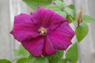 Clematis 'Rahvarinne'