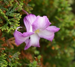 Clematis 'Yugao'