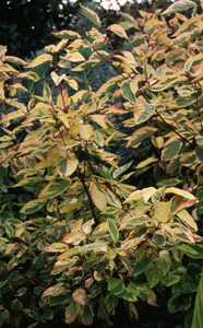 Cornus sericea 'Hedgerows Gold'