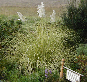 Cortaderia selloana 'Sun Stripe'