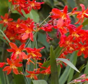 Crocosmia 'Carmine Brilliant'