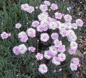 Dianthus 'Pike's Pink'