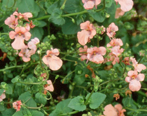 Diascia 'Salmon Supreme'