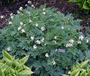 Dicentra 'Langtrees'