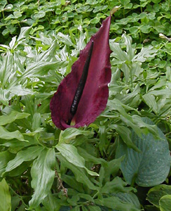 Dracunculus vulgaris