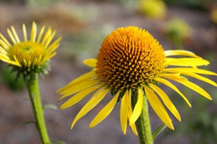 Echinacea 'Maui Sunshine'