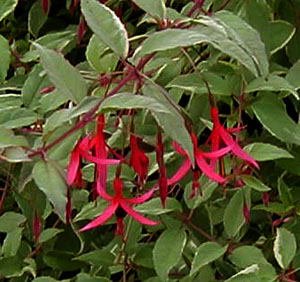 Fuchsia magellanica v. macro. 'Tricolor'