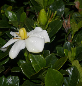 Gardenia 'Klehm's Hardy'