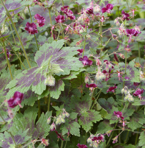 Geranium phaeum var. phaeum 'Samobor'