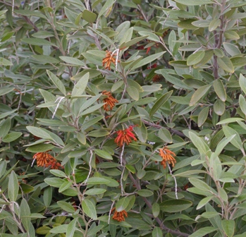 Grevillea victoriae