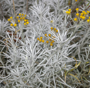 Helichrysum tianshanicum