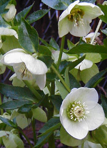 Helleborus orientalis