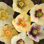 Helleborus hybridus Winter JewelsTM 'Golden Sunrise'