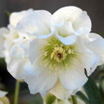 Helleborus hybridus Winter JewelsTM 'Sparkling Diamond'