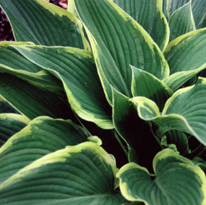 Hosta 'Yellow River'