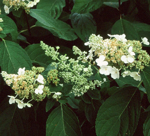 Hydrangea paniculata 'Tardiva'