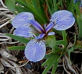 Iris setosa 'Nana'