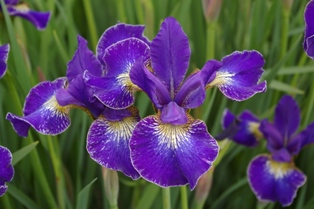 Iris siberica 'Adj'