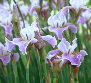 Iris siberica 'Dance Ballerina Dance'