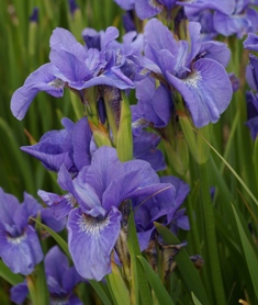 Iris siberica 'Four Winds'