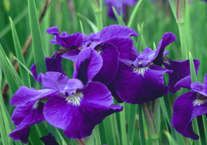 Iris siberica 'Laughing Brook'