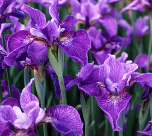 Iris siberica 'Percheron'