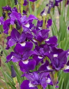 Iris siberica 'Shirley Pope'