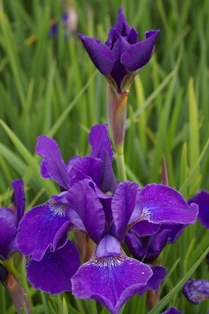 Iris siberica 'Wizardry'