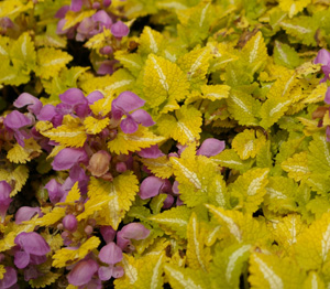 Lamium maculatum 'Anne Greenway Sport'