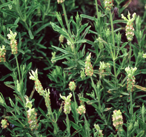 Lavandula viridis