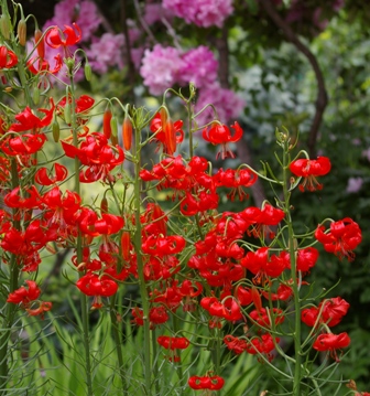 Lilium pumilum