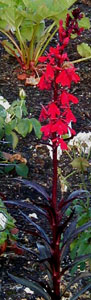 Lobelia 'Queen Victoria'