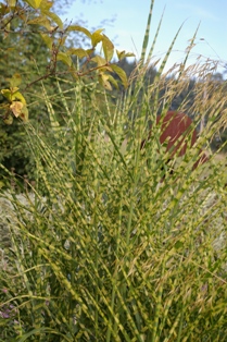 Miscanthus sinensis 'Kirk Alexander'