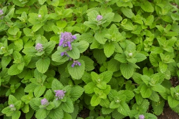 Nepeta cataria 'Citriodora'