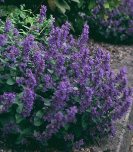 Nepeta racemosa