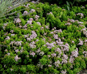 Origanum vulgare 'Dwarf Greek'