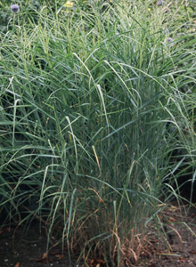 Panicum virgatum Prairie Sky'