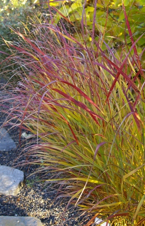 Panicum virgatum 'Rotstrahlbusch'