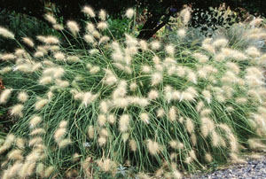 Pennisetum villosum