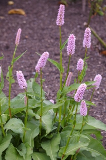 Persicaria bistorta 'Superba'