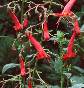 Phygelius rectus 'Devil's Tears'