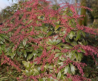 Pieris japonica 'Little Heath'