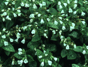 Pulmonaria Saccharata Sissinghurst White
