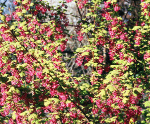 Ribes sanguineum 'Brocklebankii'