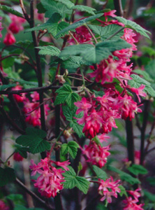 Ribes sanguineum 'King Edward VII'